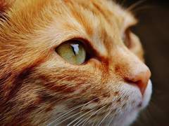 치즈태비 냥이 입양한 썰