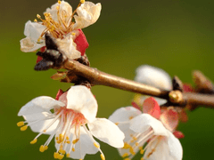 [미수반] 살구꽃 피는 봄 6