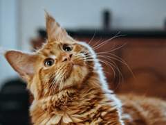 26. 댄서, 여우님