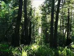 [여름특집] 숲도령 #2