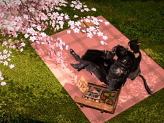 다날란 사골리사막: 낭만적인 식도락 여행 [上]