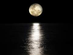 『물고기 속 어린 비늘은 달과도 같다』