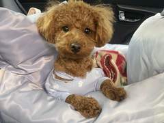 네발달린 스토커