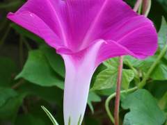 강원문학 신인상/소설 부문 당선/<브로치>/이도은