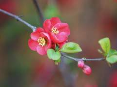 [화산귀환/청명] 절벽에 피는 것이 오직 매화뿐이랴