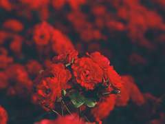 ⛩{홍매화 여관}⛩