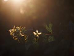 [기타 글 타입] 이데아 슈라우드 드림 감상문(10,491자)