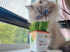 캣 그라스 키우기 키트