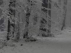 호수는 오늘도 얼지 않았다