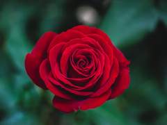 사랑이 전부인 쓰레기