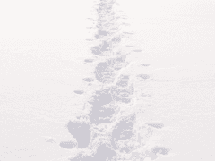 다니엘 B. 녹스 / XY / 카스토르 / 혼혈