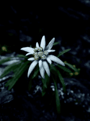 [패러디] 앙상블 스타즈_ 새싹들의 아이의 에델바이스