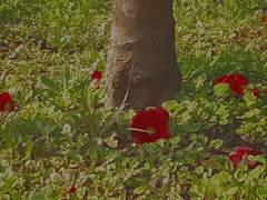 𝕰𝖑𝖎𝖏𝖆𝖍 𝖇𝖚𝖙𝖑𝖊𝖗