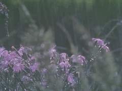 무명無名 / 26 / XY