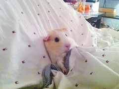 금쪽이가 아파서 응급실 갈 때 고르기