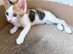 [기록] 첫 스크래처 그리고 낮잠