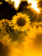 새벽이 밝아온다