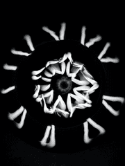 국카스텐 티켓꽃이 모음