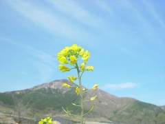 올린 페이 / 중성