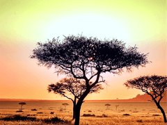 세렝게티의 연인 2