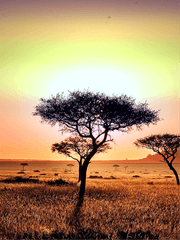 세렝게티의 연인