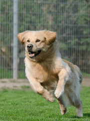 강아지에게 사랑받는 덕님