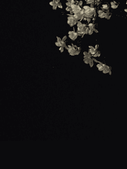 프아 정보 모음