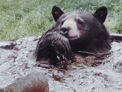 도세연｜XX｜반달가슴곰