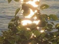 이그니시아 R. 오르테가 / XX / 11 / 자작