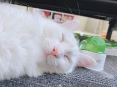 폭주의 화원 (상편)