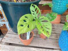 폭주의 화원 (하편)