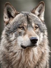 그 "늑대"와 친구로 지내는 법 [犬友情法]