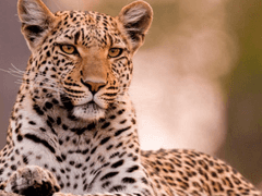 트위스테 드림썰 백업 032