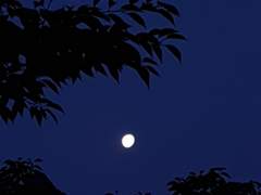 문 러브 몽테뉴 / 남 / 11 / 자작