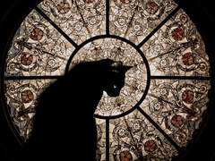 Hannibal Dream 타로