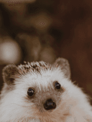 Sonic The Hedgehog Franchise