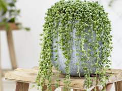 반려동물에게 해로운 식물 5가지 (2) 다육이 편