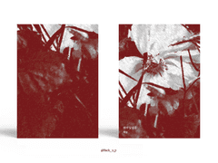 141. 화무십일홍