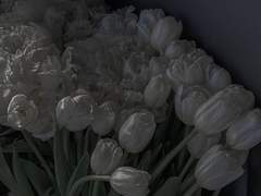 우리에게 아가미가 없어서