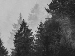 뒤뜰의 그 나무