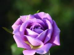 [베디구다 짧은 소설] 레이크 그라스 필드 스타 워처