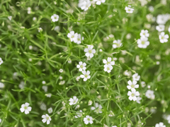 Floria Vivid | 21 | 요괴