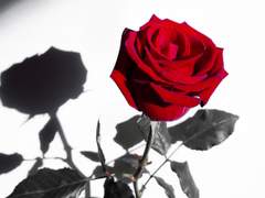 꽃은 묘지에도 있고 사랑하는 사람들 사이에도 있는 법인데*