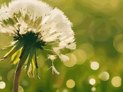 [르네즈미 J. 글로리아/XX/후플푸프/혼혈]