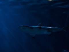 상어 아저씨가 잡으러 간다, 욘석들!