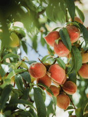 복숭아밭 그 남자