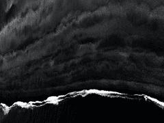 장미가 꺾이는 것도 운명이던가요.