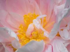 [렌탄]여우비 내리는 날에