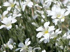 Lantana Reynolds/Hufflepuff/혼혈/xx