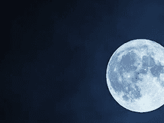 妹妹 / 강시 / XX